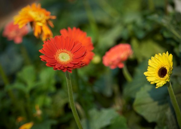 Découvrez les fleurs artificielles pour un style durable